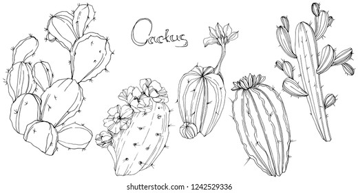 Vector Cactus. Floral botanical flower. Black and white engraved ink art. Isolated cacti illustration element on white background.