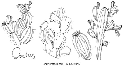 Vector Cactus. Floral botanical flower. Black and white engraved ink art. Isolated cacti illustration element on white background.