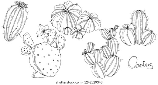 Vector Cactus. Floral botanical flower. Black and white engraved ink art. Isolated cacti illustration element on white background.