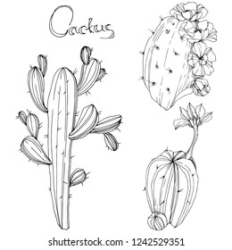 Vector Cactus. Floral botanical flower. Black and white engraved ink art. Isolated cacti illustration element on white background.