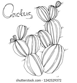 Vector Cactus. Floral botanical flower. Black and white engraved ink art. Isolated cacti illustration element on white background.
