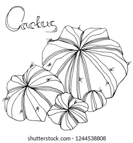 Vector Cactus. Floral botanical flower. Black and white engraved ink art. Isolated cacti illustration element on white background.