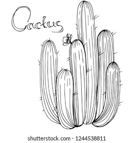 Vector Cactus. Floral botanical flower. Black and white engraved ink art. Isolated cacti illustration element on white background.
