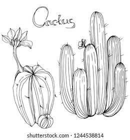 Vector Cactus. Floral botanical flower. Black and white engraved ink art. Isolated cacti illustration element on white background.