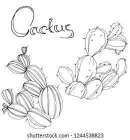 Vector Cactus. Floral botanical flower. Black and white engraved ink art. Isolated cacti illustration element on white background.