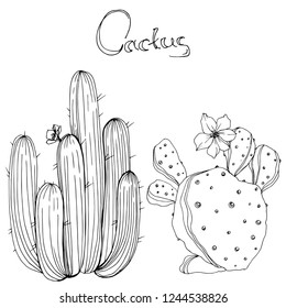 Vector Cactus. Floral botanical flower. Black and white engraved ink art. Isolated cacti illustration element on white background.