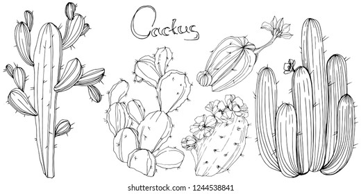 Vector Cactus. Floral botanical flower. Black and white engraved ink art. Isolated cacti illustration element on white background.