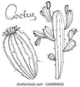 Vector Cactus. Floral botanical flower. Black and white engraved ink art. Isolated cacti illustration element on white background.