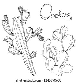 Vector Cactus. Floral botanical flower. Black and white engraved ink art. Isolated cacti illustration element on white background.