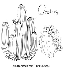 Vector Cactus. Floral botanical flower. Black and white engraved ink art. Isolated cacti illustration element on white background.