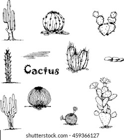 Vector Cactus hand-drawn set. Different types of succulent. Vector contour image. Doodle style. 