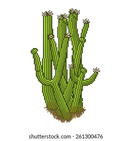 Vector cactus in pixel art style. Desert succulent plant item for game background asset. Arizona or Mexican desert flora.