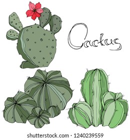 Vector Cactus. Wild spring leaf wildflower isolated. Green engraved ink art. Isolated cacti  illustration element on white background.