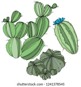 Vector Cactus. Wild spring leaf wildflower isolated. Green engraved ink art. Isolated cacti  illustration element on white background.