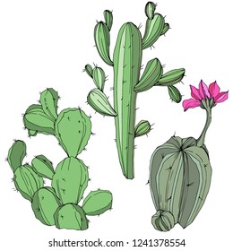 Vector Cactus. Wild spring leaf wildflower isolated. Green engraved ink art. Isolated cacti  illustration element on white background.