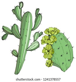 Vector Cactus. Wild spring leaf wildflower isolated. Green engraved ink art. Isolated cacti  illustration element on white background.