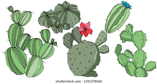 Vector Cactus. Wild spring leaf wildflower isolated. Green engraved ink art. Isolated cacti  illustration element on white background.