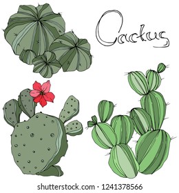 Vector Cactus. Wild spring leaf wildflower isolated. Green engraved ink art. Isolated cacti  illustration element on white background.