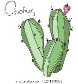 Vector Cactus. Wild spring leaf wildflower isolated. Green engraved ink art. Isolated cacti  illustration element on white background.