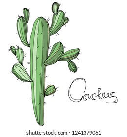 Vector Cactus. Wild spring leaf wildflower isolated. Green engraved ink art. Isolated cacti  illustration element on white background.
