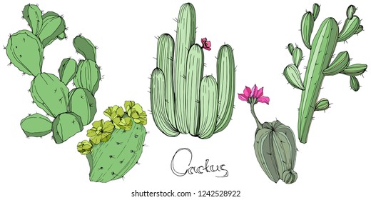 Vector Cactus. Wild spring leaf wildflower isolated. Green engraved ink art. Isolated cacti  illustration element on white background.