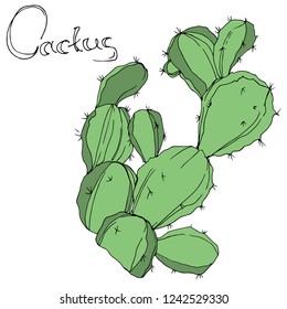 Vector Cactus. Wild spring leaf wildflower isolated. Green engraved ink art. Isolated cacti  illustration element on white background.