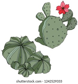 Vector Cactus. Wild spring leaf wildflower isolated. Green engraved ink art. Isolated cacti  illustration element on white background.