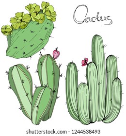 Vector Cactus. Wild spring leaf wildflower isolated. Green engraved ink art. Isolated cacti  illustration element on white background.