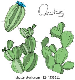 Vector Cactus. Wild spring leaf wildflower isolated. Green engraved ink art. Isolated cacti  illustration element on white background.