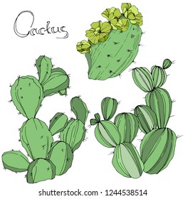 Vector Cactus. Wild spring leaf wildflower isolated. Green engraved ink art. Isolated cacti  illustration element on white background.