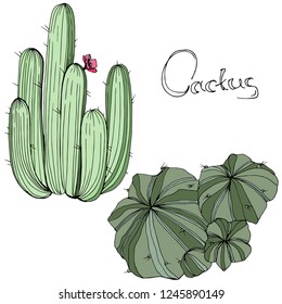 Vector Cactus. Wild spring leaf wildflower isolated. Green engraved ink art. Isolated cacti  illustration element on white background.