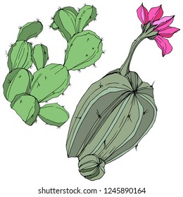 Vector Cactus. Wild spring leaf wildflower isolated. Green engraved ink art. Isolated cacti  illustration element on white background.
