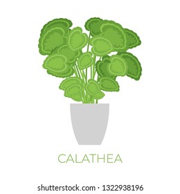 Vector calathea plant in pot in flat style