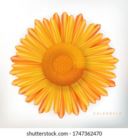 Ilustración de la flor del vector Calendula en fondo blanco