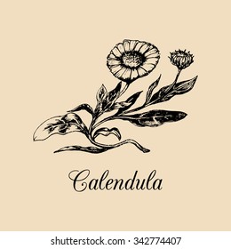 Vector calendula illustration with flowers. Hand drawn botanical sketch of marigold. Medicinal, officinalis plant drawing in engraving style isolated.