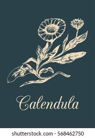 Vector calendula illustration with flowers. Hand drawn botanical sketch of marigold. Medicinal, officinalis plant drawing in engraving style isolated.