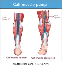  Vector İllustration of a Calf muscle pump