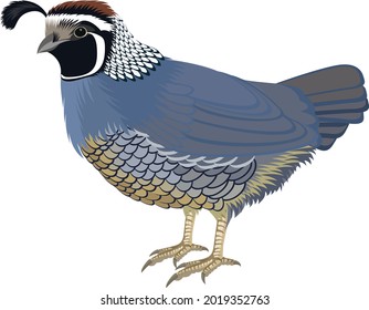 vector California valley quail illustration