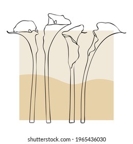 Vector calla lily illustration. Line art style.