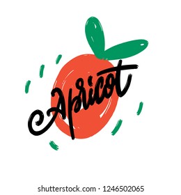 Vector calligraphy of apricot. Fruits sketch lettering.