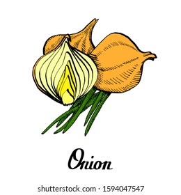 Vector calligraphy coloured hand drawn white onion for cards, posters, branding