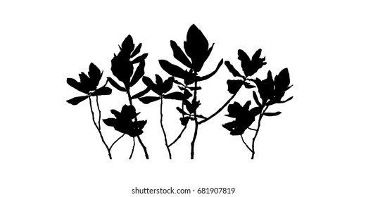 vector of Calotropis.