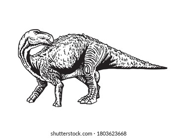 Vector camarasaurus isolated on white background, graphical illustration of dinosaur