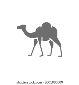 Vector camel, caravan, desert animal gray icon.
