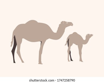 Vector camel in the desert. Single element.