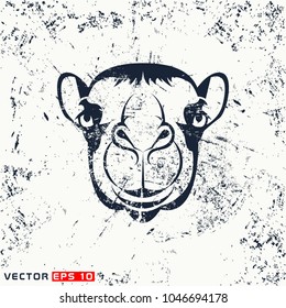 Vector camel head, face on grunge background