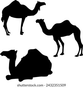 camellos vectoriales, camello, silueta de camello, icono de camello