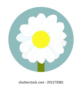 Vector camomile