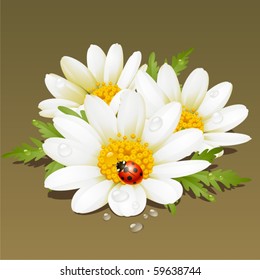 Vector Camomile