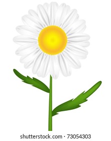 Vector camomile